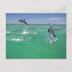 Cartão Postal Golfinho-nariz-de-garrafa Tursiops truncatus