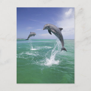 Cartão Postal Golfinho-nariz-de-garrafa Tursiops truncatus