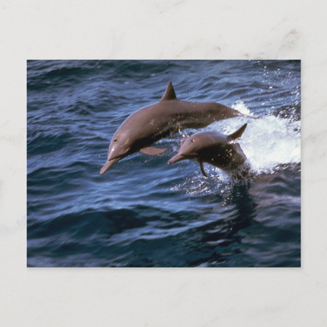 Cartão Postal Golfinho-rotador (Frente)