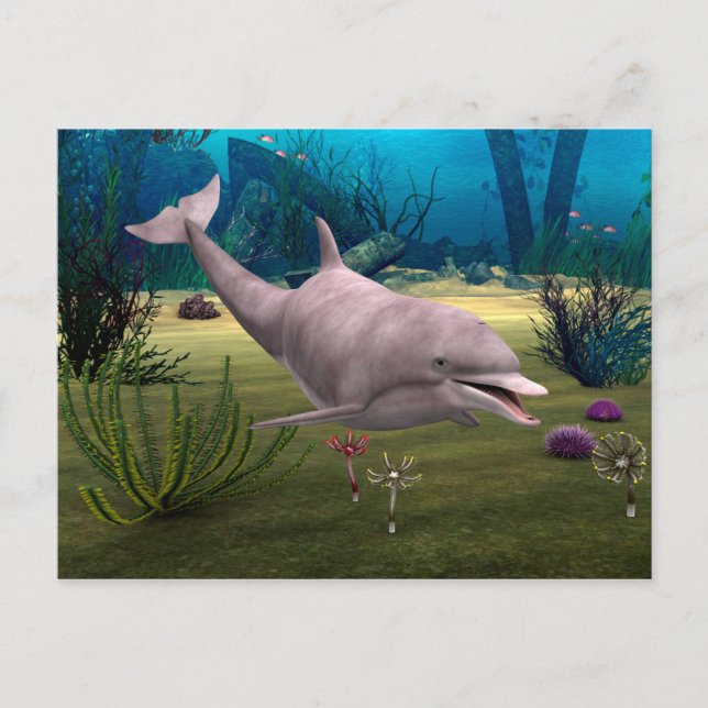 Cartão Postal Golfinho sorridente (Frente)