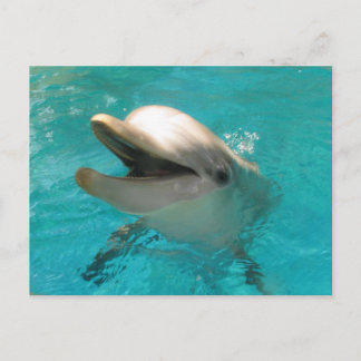 Cartão Postal Golfinho Sorridente