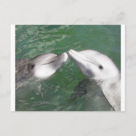 Cartão Postal Golfinhos