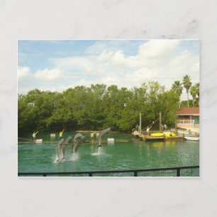 Cartão Postal Golfinhos dançantes em Miami