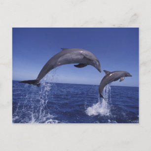 Cartão Postal golfinhos-do-caribe, nariz-de-garrafa