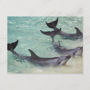 Cartão Postal Golfinhos, Sea World, Gold Coast, Queensland,