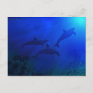 CARTÃO POSTAL GOLFINHOS SUBÁGUA