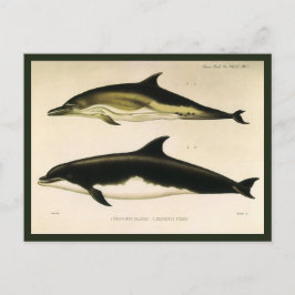 Cartão Postal Golfinhos-Vintage, Animais Marinhos e Mamíferos