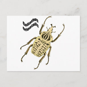 Cartão Postal Goliathus orientalis