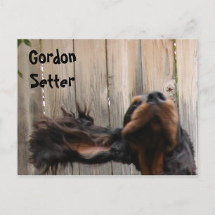 Cartão postal Goofy Gordon Setter