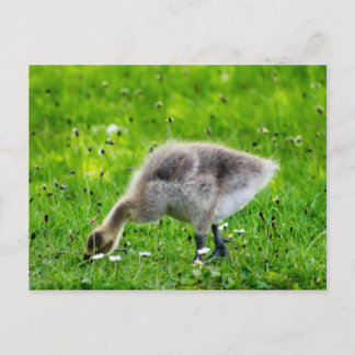 Cartão Postal Goose gosling Adorável no Canadá