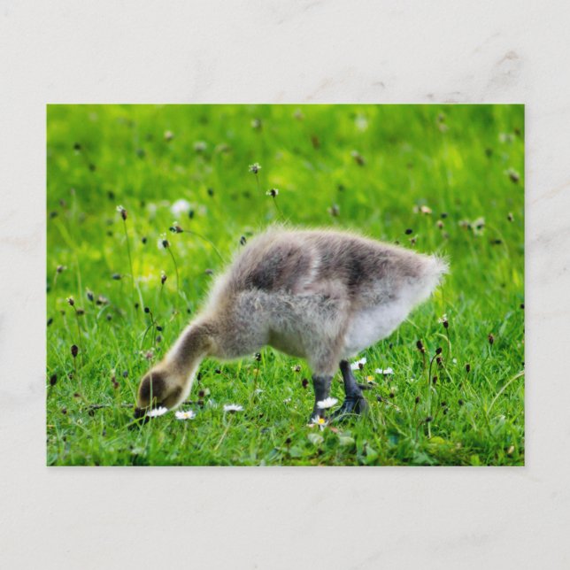 Cartão Postal Goose gosling Adorável no Canadá (Frente)