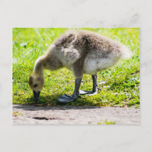 Cartão Postal Goose gosling Adorável no Canadá