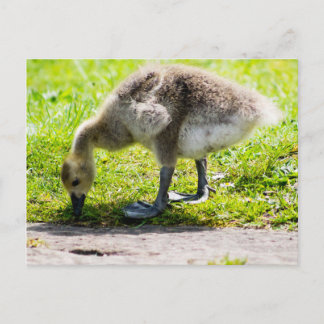 Cartão Postal Goose gosling Adorável no Canadá
