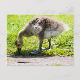 Cartão Postal Goose gosling Adorável no Canadá