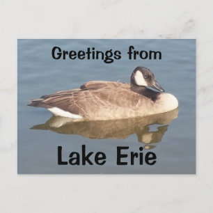 Cartão Postal Goose no lago Erie
