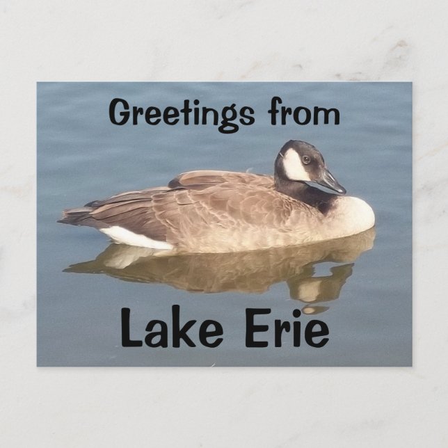 Cartão Postal Goose no lago Erie (Frente)