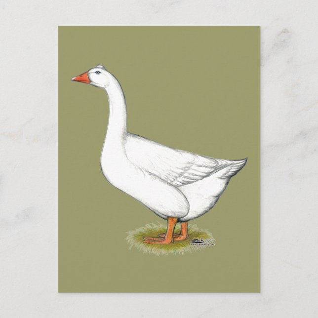 Cartão Postal Goose Roman Tufted (Frente)