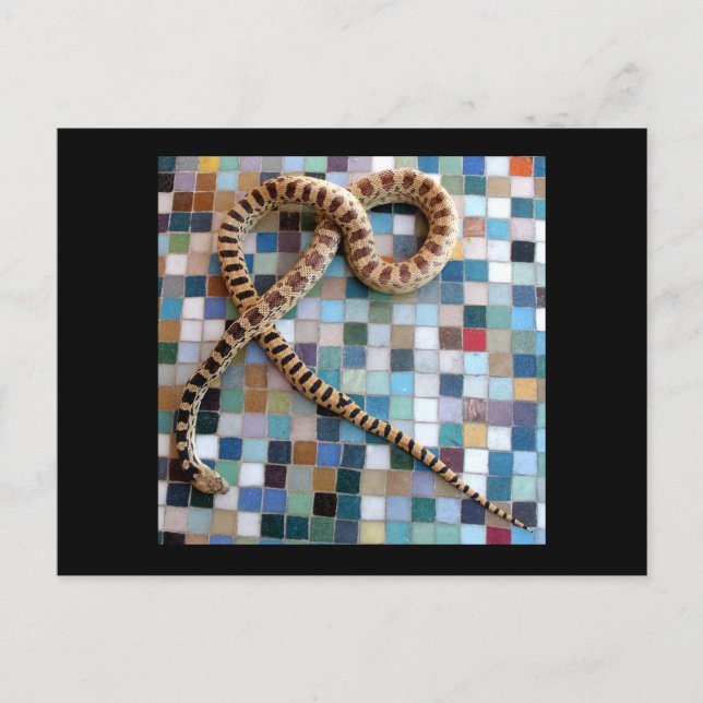 Cartão Postal Gopher Cobra Wonder Valley (Frente)