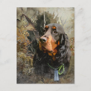Cartão Postal Gordon Setter