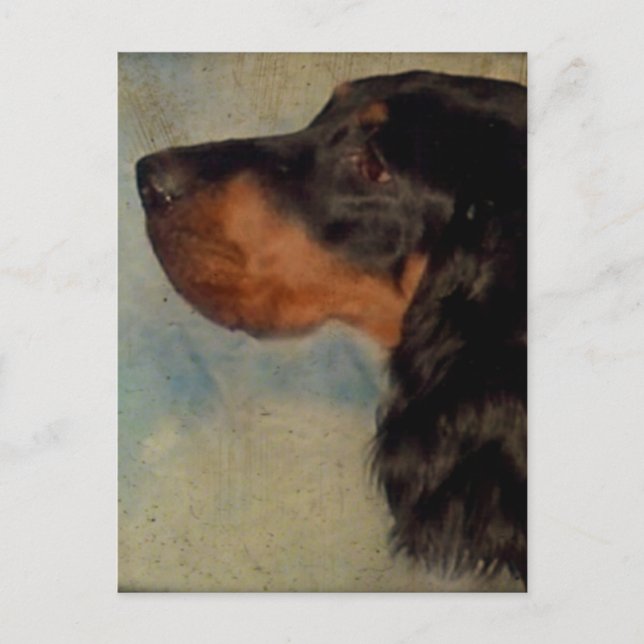 Cartão postal Gordon Setter (Frente)