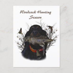 Cartão Postal Gordon Setter