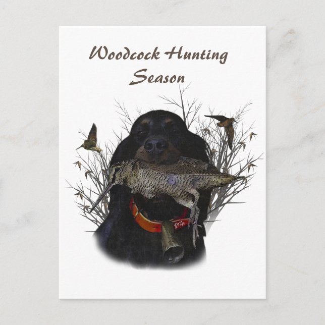 Cartão Postal Gordon Setter (Frente)