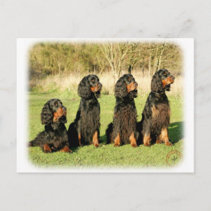 Cartão Postal Gordon Setter 9Y105D-080