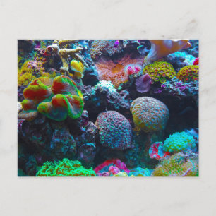 Cartão Postal Gorgeous Coral Reef