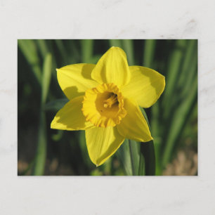 Cartão Postal Gorgeous Daffodil