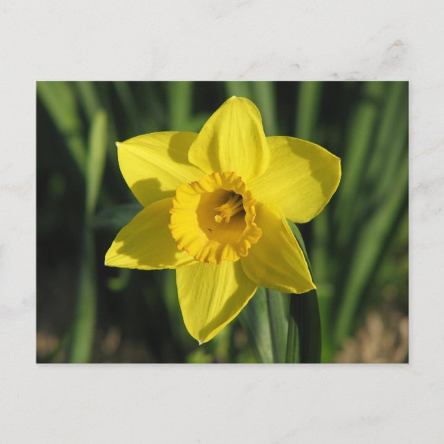 Cartão Postal Gorgeous Daffodil (Frente)