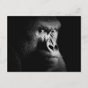 Cartão Postal Gorila