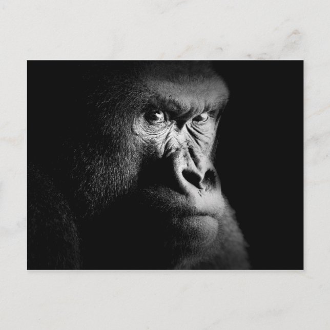 Cartão Postal Gorila (Frente)