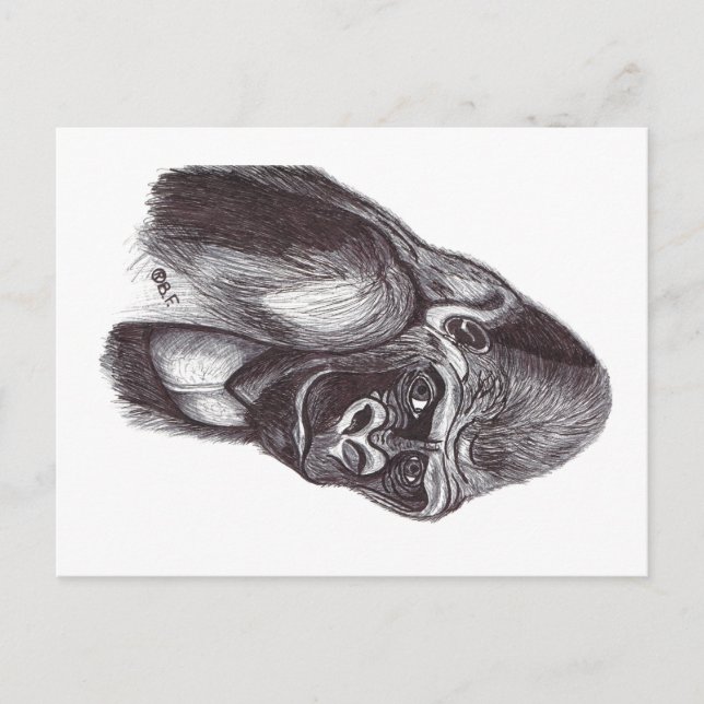 CARTÃO POSTAL GORILA (Frente)
