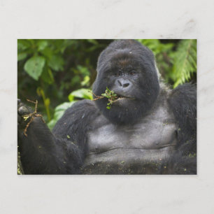 Cartão Postal Gorila da Montanha e Silverback