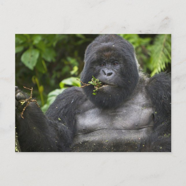 Cartão Postal Gorila da Montanha e Silverback (Frente)