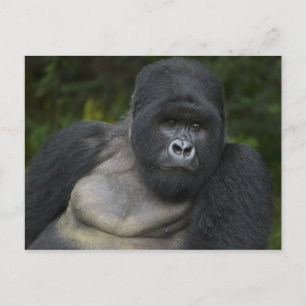 Cartão Postal Gorila da Montanha e Silverback