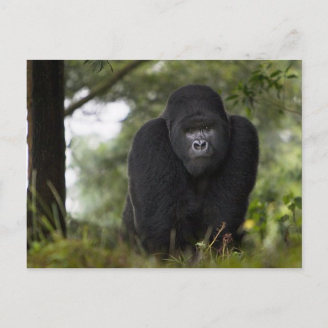 Cartão Postal Gorila da Montanha e Silverback (Frente)