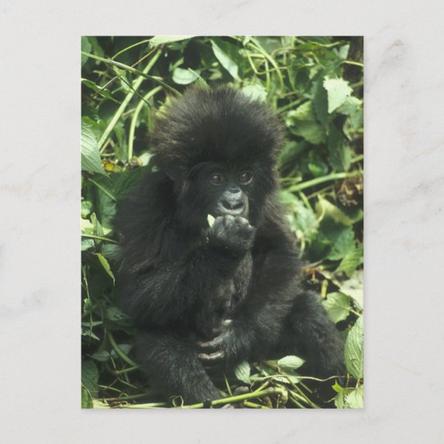 Cartão Postal Gorila da Montanha, (Gorilla gorilla beringei), (Frente)