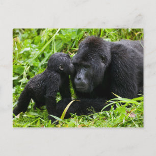 Cartão Postal Gorila da Montanha Infantil Beija Gorila Macho Adu