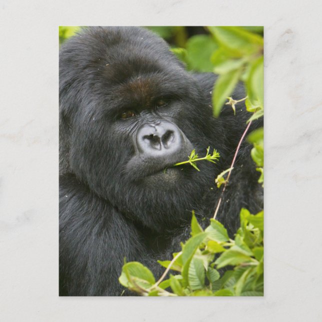 Cartão Postal Gorila-da-montanha Silverback (Frente)