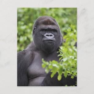 Cartão Postal Gorila-de-costas-silverback, Gorilla gorilla,