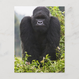 Cartão Postal Gorila de montanha e Silverback