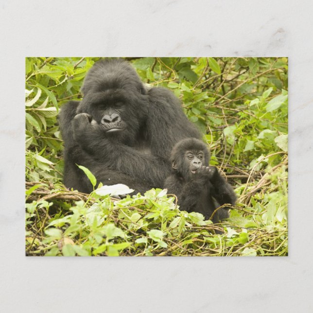 Cartão Postal Gorila de montanha, Gorilla beringei (anteriorment (Frente)