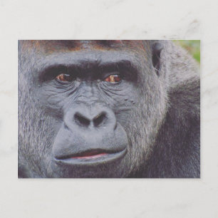 Cartão Postal gorila-do-silverback