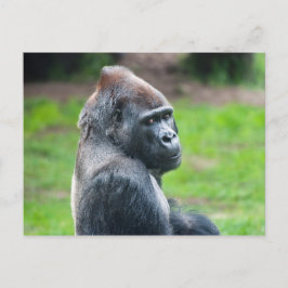 Cartão Postal Gorila Ocidental