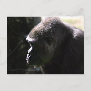 Cartão Postal Gorila Ocidental
