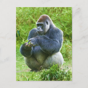 Cartão postal Gorilla