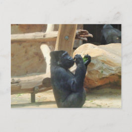 Cartão Postal Gorilla almoçando, Animal, Wildlife, Ape
