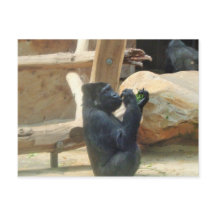 Gorilla almoçando, Animal, Wildlife, Ape