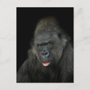Cartão Postal Gorilla Biddy